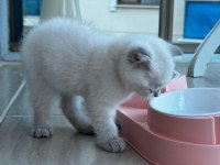 Bücür scottish fold iki buçuk aylık