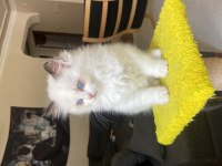 MÜKEMMEL RAGDOLL YAVRULAR
