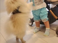 Minyatür pomeranian boo erkek 1 yaş boy 25 cm