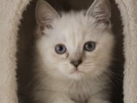 Scottish Fold Ve British Yavrularımız