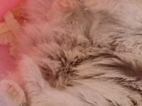GONZALEZ HAMSTER SÜTLÜ KAHVE