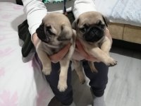 Muhteşem Pug Mops Bebeklerimiz