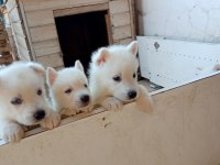 ANNE ALTINDAN SÜT BEYAZ ERKEK HUSKY YAVRULAR