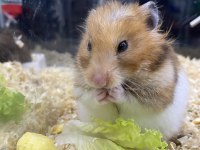 Hamster Antalya Tek Adres Kafes Aksesuar