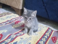 2 aylık erkek tekir kedimiz çok oyuncu ve akıllı