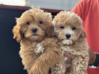 Wc eğitimli aşılı pasaportlu maltipoo yavrularımız