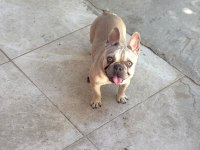 Köpeğimiz Mia hanım yeni yuvasını arıyor