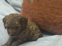 BEBEK KÖPEKLERİM SİZ YENİ AİLESİYLE TANIŞMAYA HAZIR