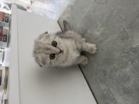 50 GÜNLÜK DİŞİ SCOTTISH FOLD
