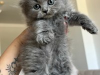 Scottish fold kedimiz için acil ilandır