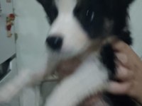 Safkan border collie