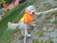Evcil 6 aylık maltipoo