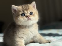 Golden Black Erkek British Shorthair Yavru