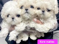 Kore maltese yavruları
