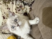 Erkek british shorthair beyaz