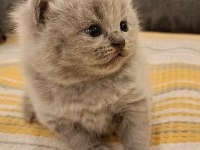 Duman rengi minnoş british shorthair yavrular