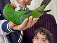 ECLECTUS PAPAĞANI FULL EVCİL