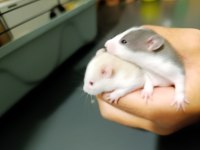 Dumbo Husky Albino Rat Yavruları