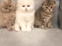 2 aylık scottish fold minikler