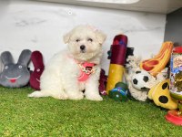 Maltese Terrier Yavrularımız Dişi Ve Erkek