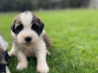St Bernard Show Kalite