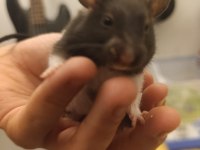 Uysal sağlıklı ele gelen hamster