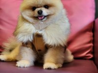 Türkiyedeki en basık burunlu tam ayı surat pomeranian