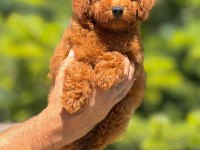 Ankaranın en gözde maltipoo yavruları