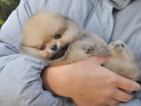 Pomeranian Boo Teddy Bear Köpeklerimiz