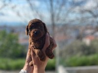 Erkek toy poodle