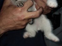 Scottish fold yavru kediler