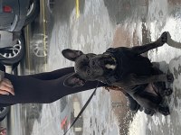 1 Yaşında blue dişi french bulldog sahiplendirilecek