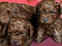 Kore Minik Poodle