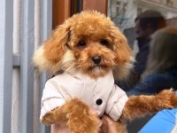 9 Aylık Toy Poodle 1,5 kg Orjinal Toy