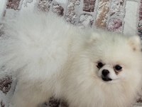 Pomeryan Boo ayı surat erkek