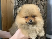 POMERANİAN BOO YAVRULARI