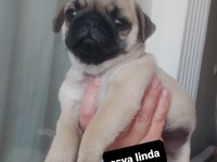 Pug mops bebekler