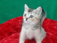 Golden British Shorthair