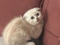 KOCA KAFA KEDİLERİMİZ AA KALITE SAFKANDIR