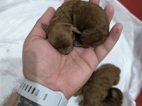 Kore Anne Babadan Orjinal Kore Dişi Poodle Yavrular