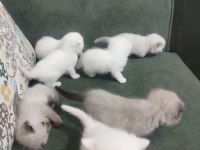 Scottish fold blue point
