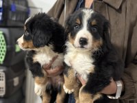 Petmode köpek çiftliğinden bernese yavrularımız