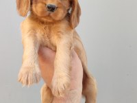 American cocker