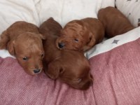 Poodle Yavrularımız