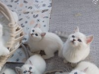 BRİTİSH YAVRU KEDİLER
