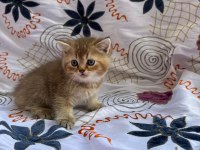 British Longhair Yavru Kediler