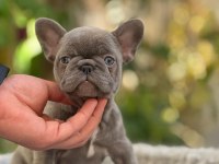 SEVİMLİ FRENCH BULLDOG YAVRULARI