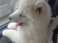 ORJİNAL SAMOYED 3 AYLIK