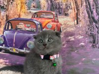 A kalite top kafa scottish fold yavrular