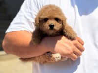 Çocuk dostu maltipoo yavruları